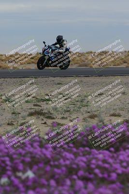 media/Jan-14-2023-SoCal Trackdays (Sat) [[497694156f]]/Turn 14 Exit Bloomig (145pm)/